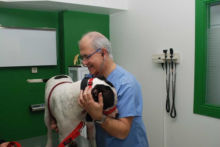 clinica veterinaria besaya oscultando perro Nuestra Clínica Veterinaria