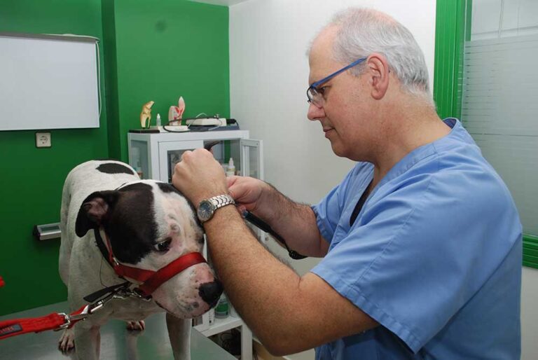 observando los oidos, en una primera consulta gratuita de nuestra clínica veterinaria.