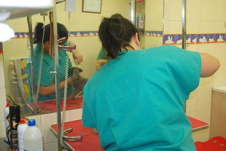 nuestra peluquera, cortando el pelo a un perrito en la peluquería canina de la clínica