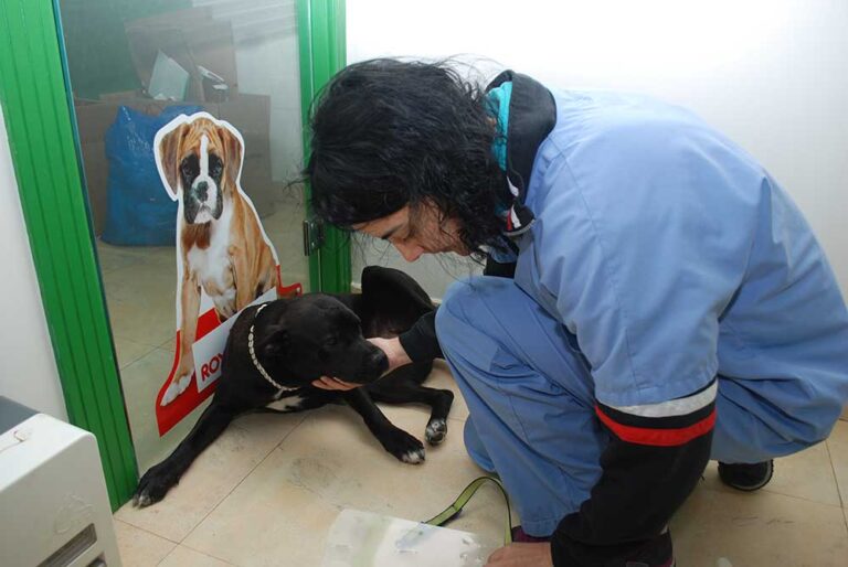 inrene tranquilizando con cariño a perro en la clínica