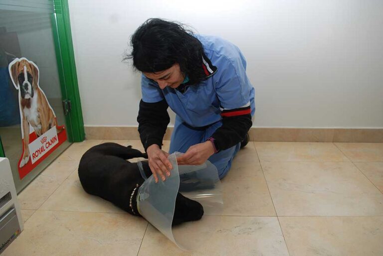 auxiliar veterinaria poniendo collar de recuperación en clinica veterinaria de torrelavega