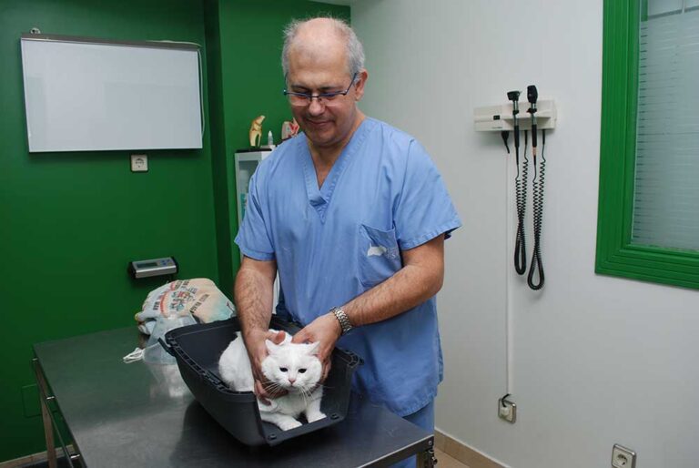 gato blanco siendo examinado por veterinario en la consulta