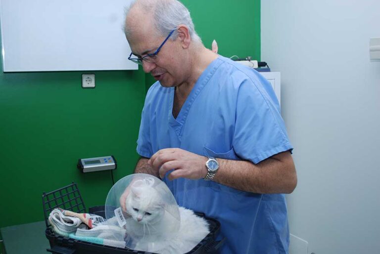 gato operado y ya recuperado egato operado y ya recuperado en la clínica veterinaria besayan la clínica besaya