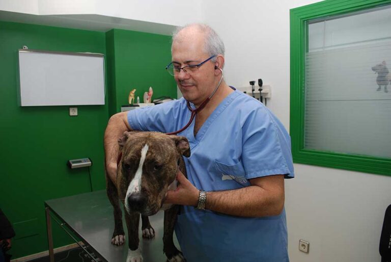 veterinario en clinica en torrelavega oscultado a perro