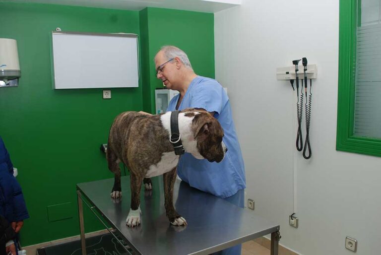 veterinario en torrelavega, examinado a un perro en la sala de consulta